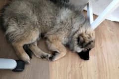 IMG-20190411-WA0020