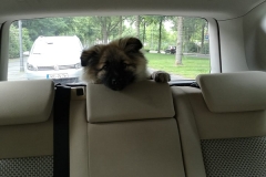 IMG-20190527-WA0003