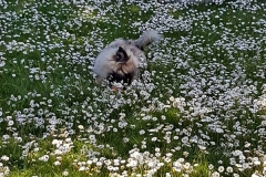 IMG-20190530-WA0003