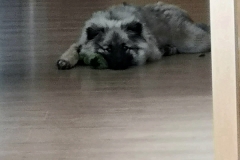 IMG-20190616-WA0011