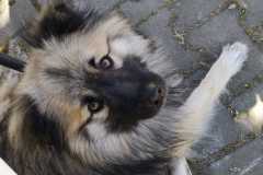 IMG-20200412-WA0007