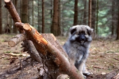IMG-20190406-WA0002
