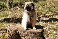 IMG-20190424-WA0041