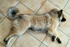 IMG-20190511-WA0005