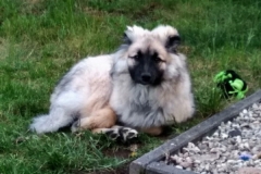 IMG-20190522-WA0018