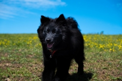 IMG-20190730-WA0007