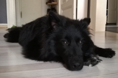 IMG-20190730-WA0016