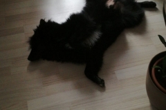 IMG-20190818-WA0009