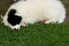 IMG-20210626-WA0013