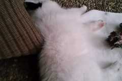 IMG-20210626-WA0019