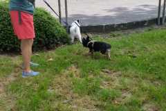 IMG-20210627-WA0010