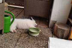 IMG-20210627-WA0013