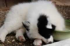IMG-20210627-WA0017