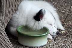 IMG-20210628-WA0000