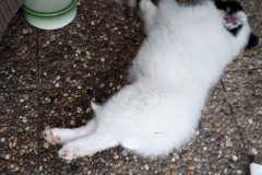 IMG-20210628-WA0005