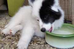 IMG-20210629-WA0005