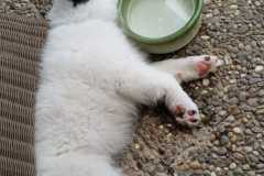 IMG-20210629-WA0007