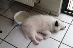 IMG-20210630-WA0001