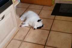 IMG-20210701-WA0003