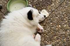 IMG-20210702-WA0010