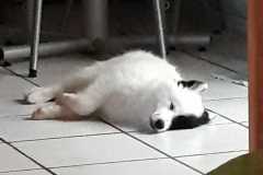 IMG-20210711-WA0008
