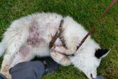 IMG-20210712-WA0052