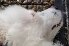 IMG-20210716-WA0016