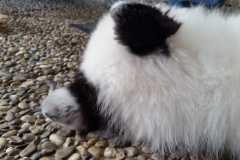 IMG-20210716-WA0017