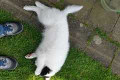 IMG-20210717-WA0009