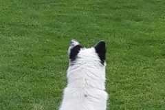 IMG-20210803-WA0005