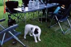 IMG-20210807-WA0013