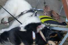 IMG-20210820-WA0013