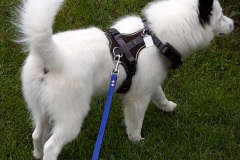 IMG-20210821-WA0008