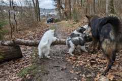 IMG-20230319-WA0001