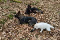 IMG-20230319-WA0019