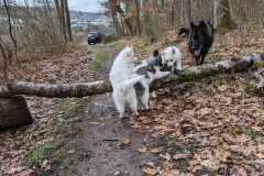 IMG-20230319-WA0025