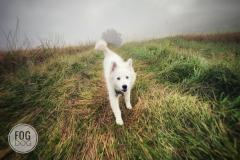 IMG-20210806-WA0013