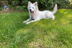 IMG-20210821-WA0012