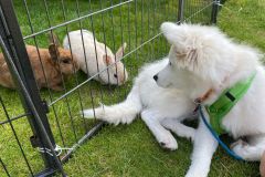 IMG-20210821-WA0015