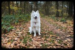 IMG-20211120-WA0003