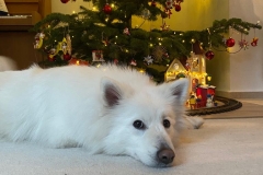 IMG-20221224-WA0013