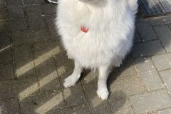 IMG-20230417-WA0005