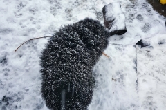 2019-03-11 07.11.43